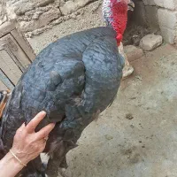 بقلمون|حیوانات مزرعه|بکتاش, |دیوار