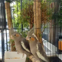 یک جفت عروس هلندی
