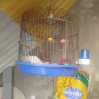 سهره|پرنده|الیگودرز, |دیوار