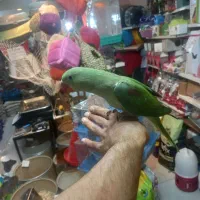 شاه طوطی جوجه نر ۱۰۰٪