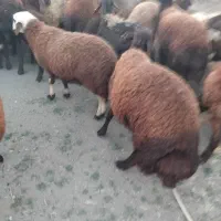 فروش بره نر