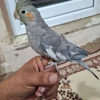 عروس هلندی