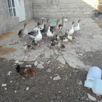 غاز محلی نرماده تخم گذار سنگین وزن