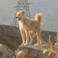 سگ دورگه