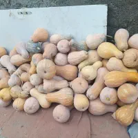 کدوزرد|خوردنی و آشامیدنی|بندر گز, |دیوار
