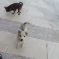 سگ پامر