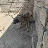 واگذاری سگ