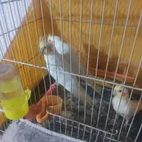 جوجه عروس هلندی