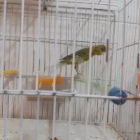 نر مست مست