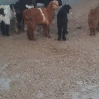 کهره فر‌وشی رودخانه