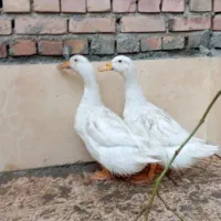 فروش اردک