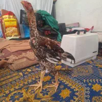 خروس لاری اوشامو