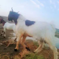 نریک یکسال دوتا بره ماده