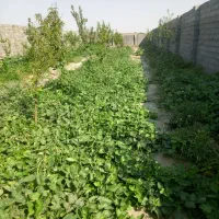 فروش-باغ