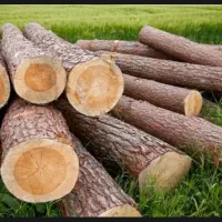 خرید چوب صنوبر جنگلی