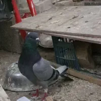 سه تا کفتر پرشی غریبگیری