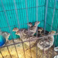 مرغ و خروس ،جوجه بوقلمون ،زینتی