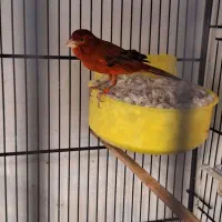 قناری سرخ سوخته  سهره  فنچ نقره
