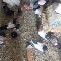 کبوتر طاووسی