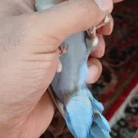 طوطی برزیلی خوش رنگ