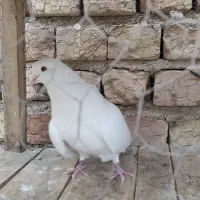 کفتر