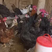 فروش تعدادی مرغ و خروس