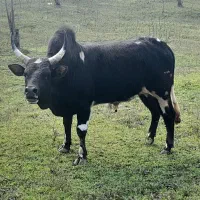 ورزا کوله گاو نر