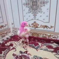 جوجه مرغ