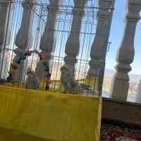 عروس هلندی