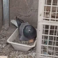 نر خرقه به شرط نطفه دوتا جا آبی جا دونی