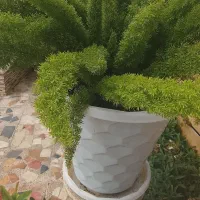 گل دم روباه