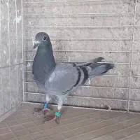 جوجه پلاکی شکار