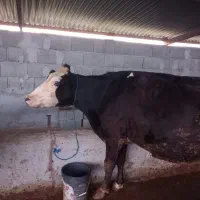 یک راس گاو شیری