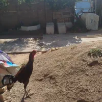 خروس لاری جوان