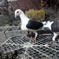 جفت دوکت سیاه