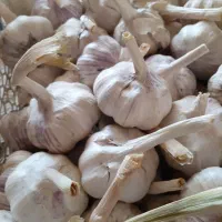 سیر|خوردنی و آشامیدنی|تربتحیدریه, پائین ولایت|دیوار