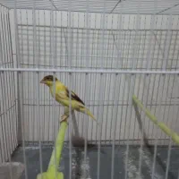 قناری نر ریزه خون
