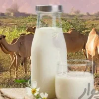 شیر و دوغ  شترصددرصدخالص