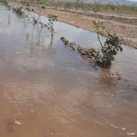 باغ پسته واقعه در چاه موتور جعفرزاده طاهراباد