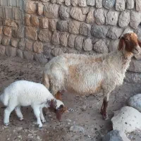 گوسفندو نره