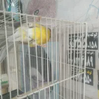 قناری سبز سهره