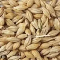 جو محلی