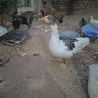 غاز