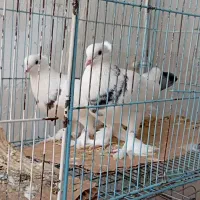 فروش یک جفت کبوتر زینتی پاپر کاکلی سالم