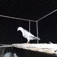 کفتر پلاکی سرور سینه سفید