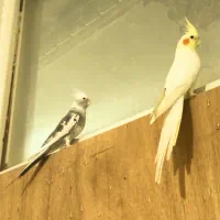 عروس هلندی معاوضه