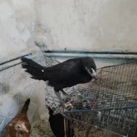 جوجه