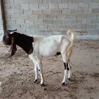 پازن داشتی
