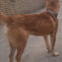 سگ اصیل خراسانی