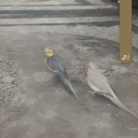 ۲عددعروس‌هلندی‌نروماده‌